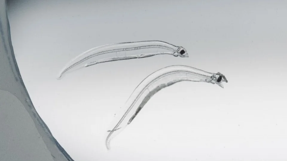 Japanese university artificially incubates endangered eel species