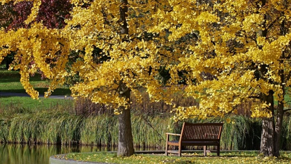 Wales-Japan friendship blooms with gift of ginkgo trees