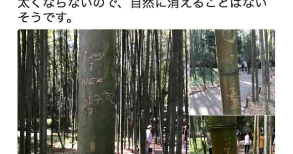 Arashiyama bamboo forest in Kyoto "crying" as tourists vandalise trees