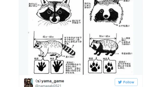 How to tell a Japanese tanuki apart from a regular raccoon