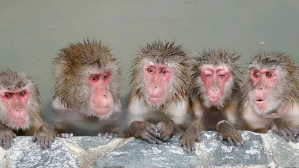 Japanese monkeys in Hokkaido garden relax in hot spring