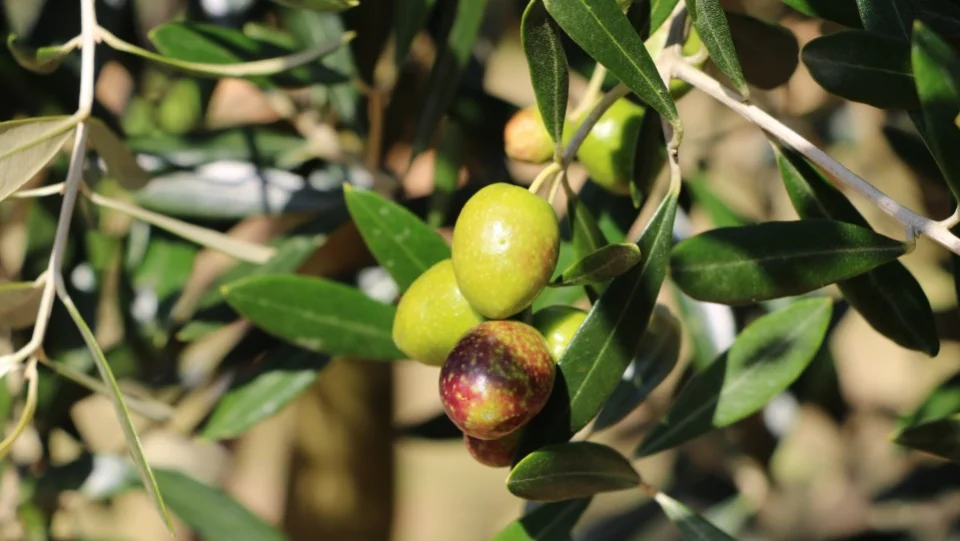 Tsunami-hit, cold-climate Ishinomaki hangs hope on olive growing