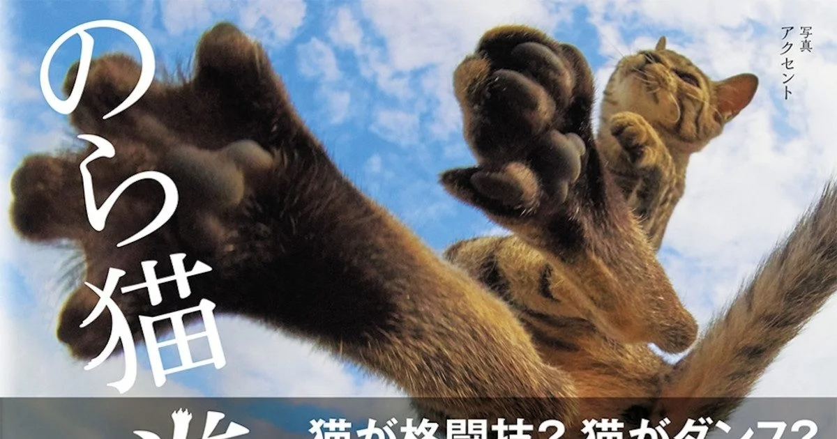Nora Neko Ken Photo Book Showcases Kitties in Hilariously Odd Poses