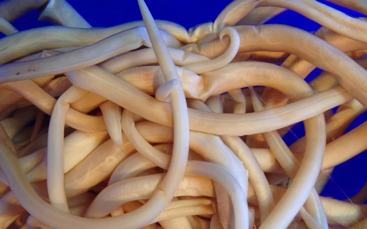 Meguro Parasitological Museum: A Wonderland of Tapeworms and Malaria