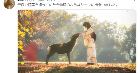 This captivating autumnal image looks like something out of a Japanese fairytale