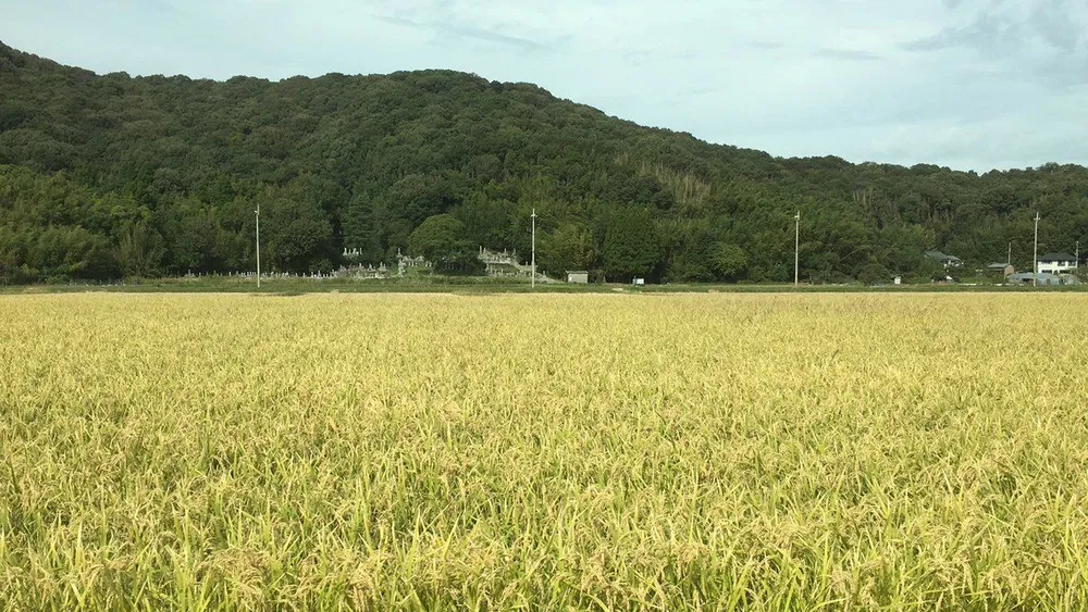 Hyogo Nishiki Rice Field. Hyogo, Japan.