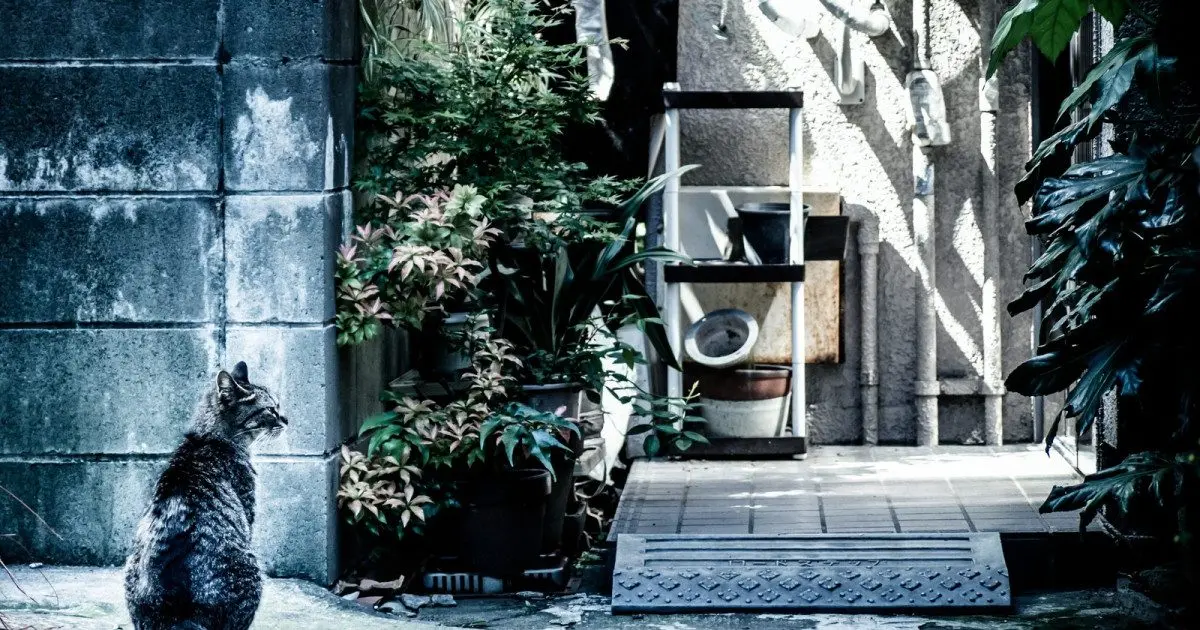How to find a lost cat: Unique method from Japan proves to be surprisingly effective