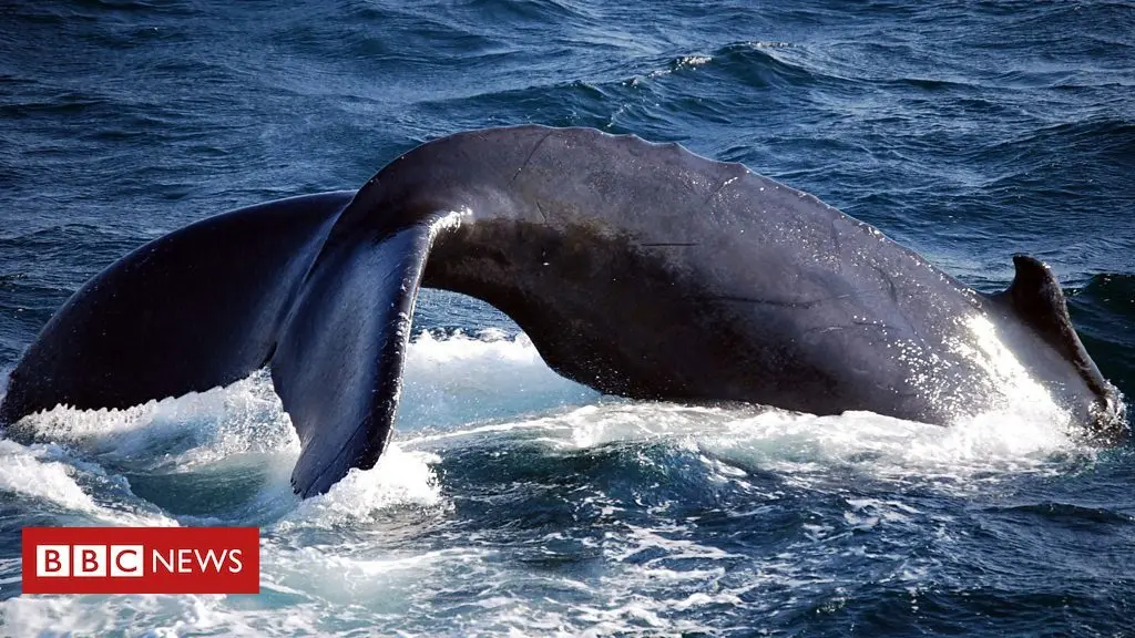 How Japan's appetite for watching whales is growing