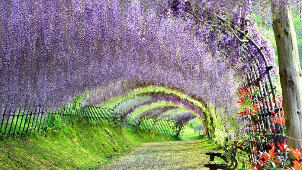 16 Japan experiences every traveler needs to enjoy