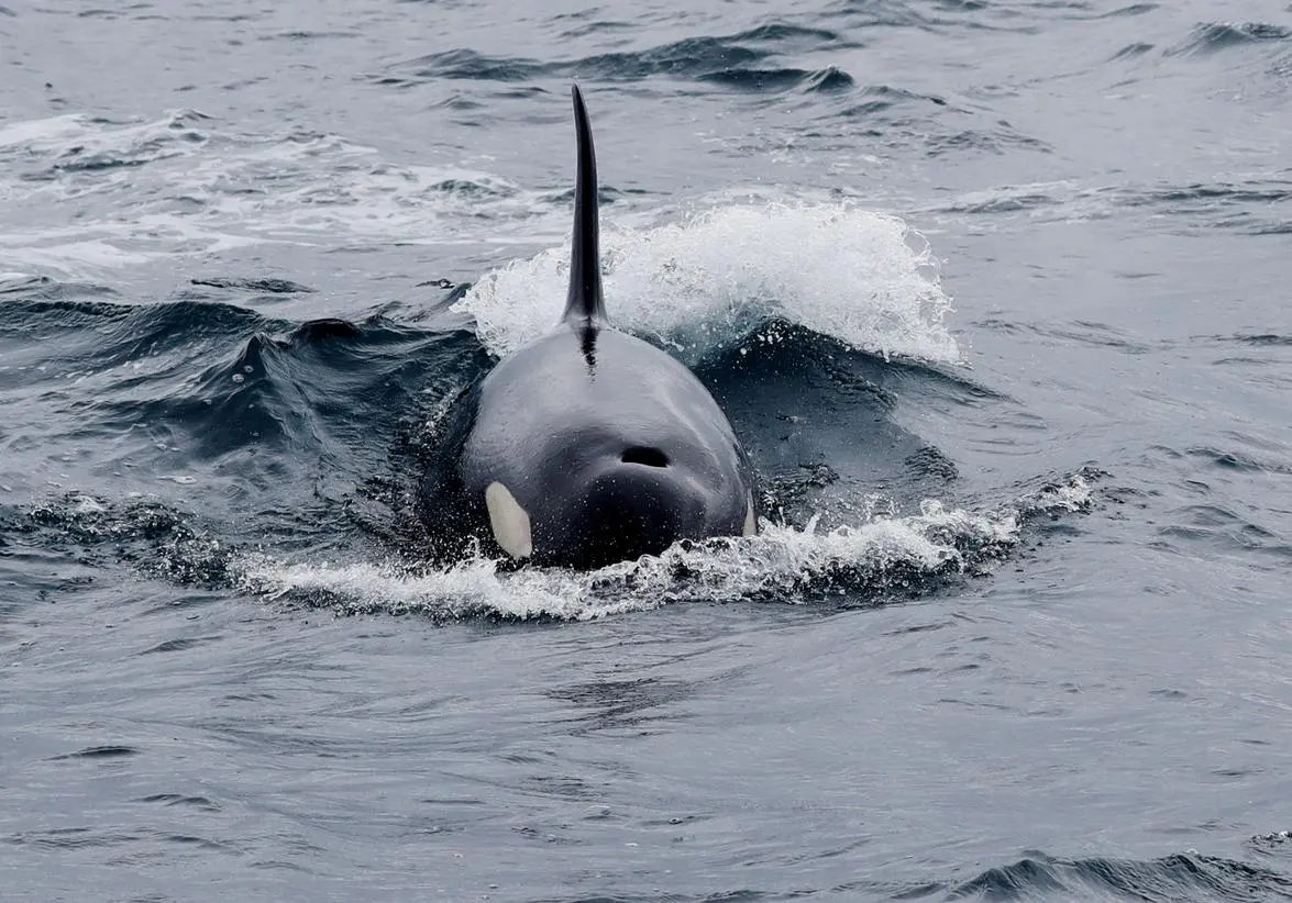 In Japan, the business of watching whales overshadows resumption of hunt