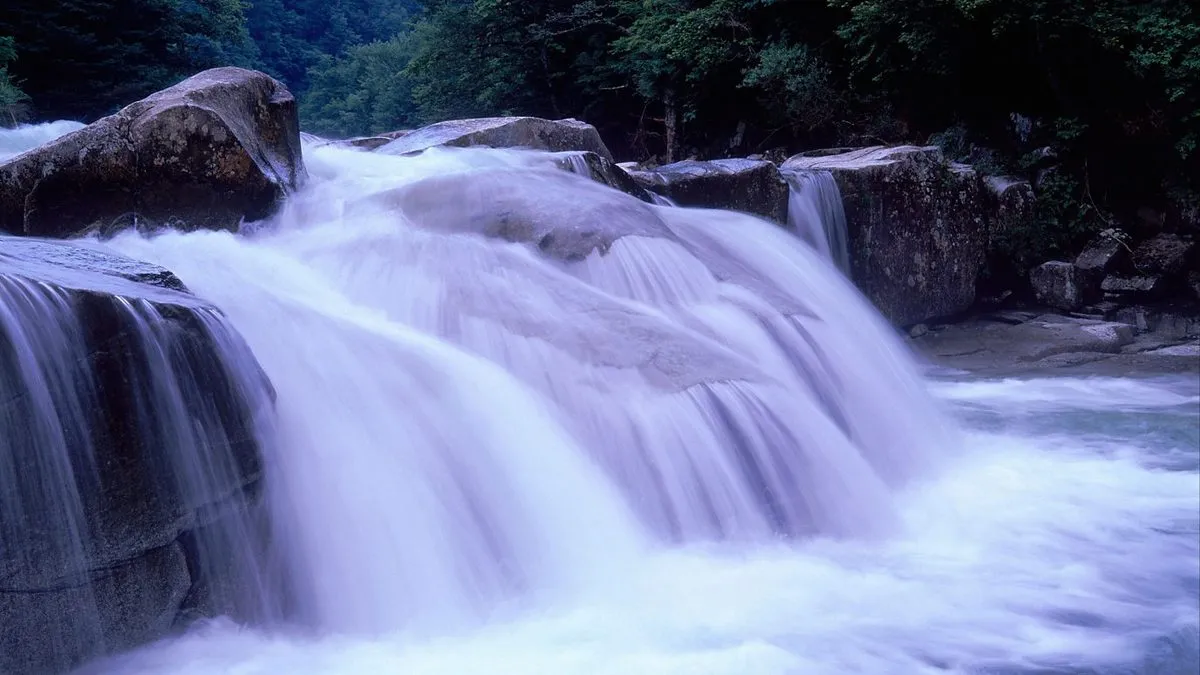 Japan's forest of healing