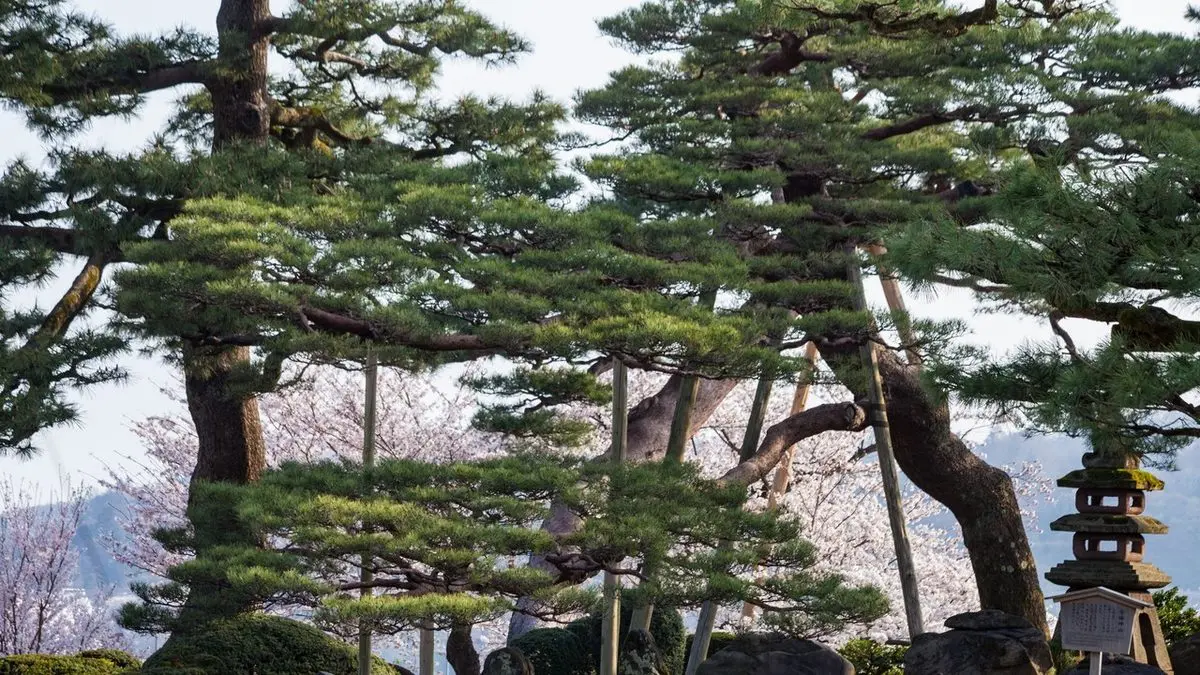 Explore Japan’s Singular Gardens