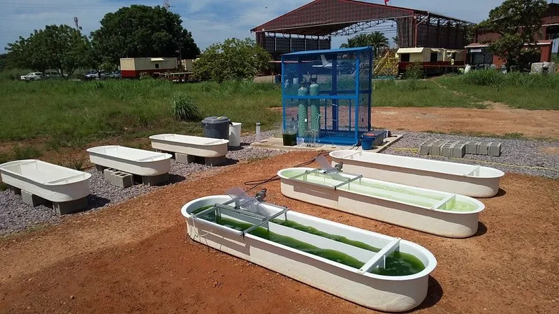 Japanese firms start growing euglena abroad for biofuel
