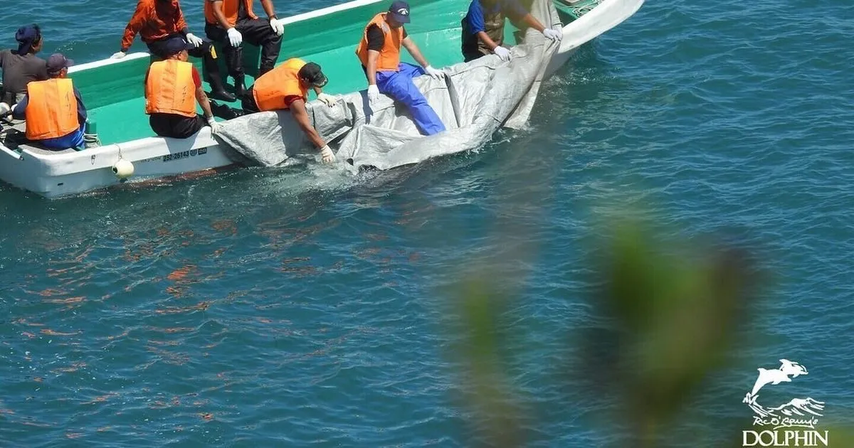 Japan begins slaughtering dolphins as cruel six-month hunting season opens