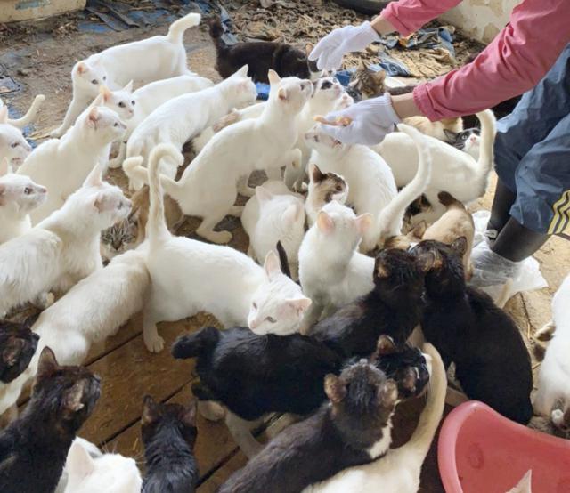 238 cats rescued from house in northern Japan
